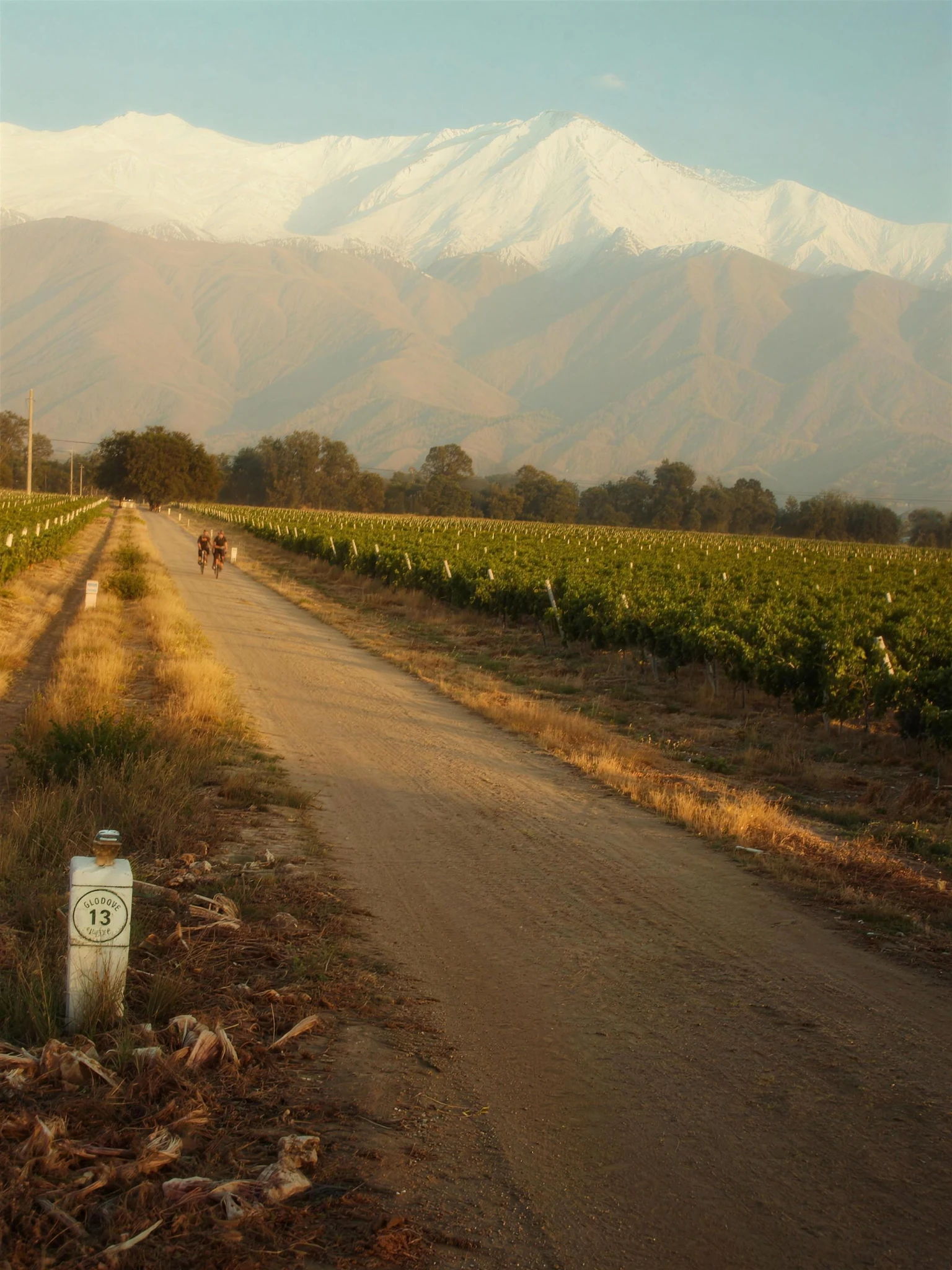 Fietsers tussen wijngaarden in Mendoza met de Andes op de achtergrond