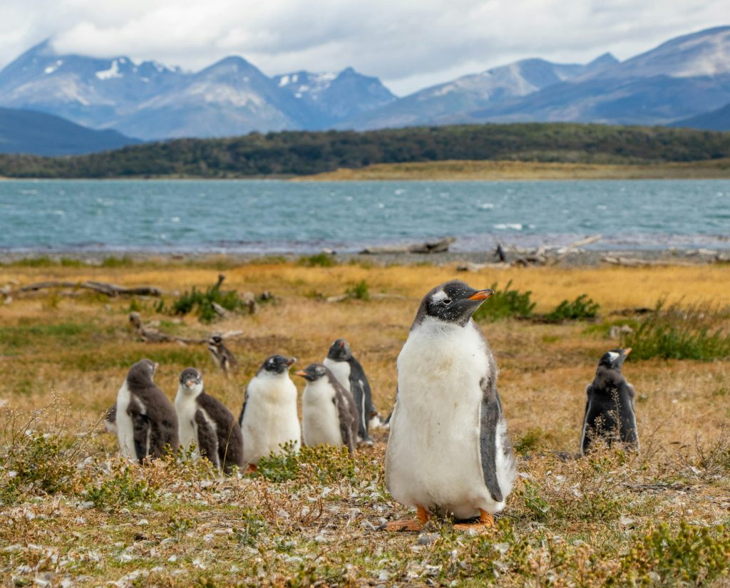 Pinguïns op een grasveld bij Ushuaia